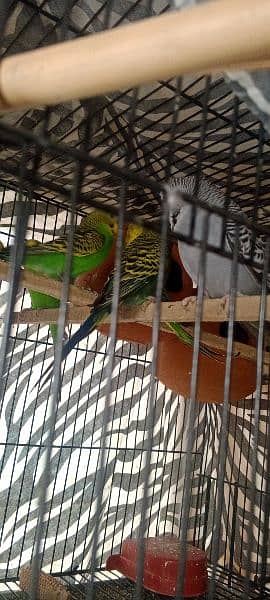 Finches  for sale pathy ha 3 male ha 1 female 6