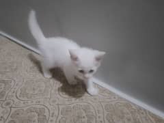 persion kitten male available at low price