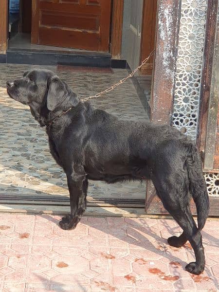 Labrador for sale /  female lab dog / Labrador Dog / Lab 2