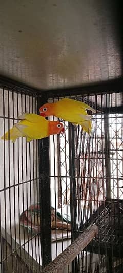 Love birds breeder pair manasib price ma for sale