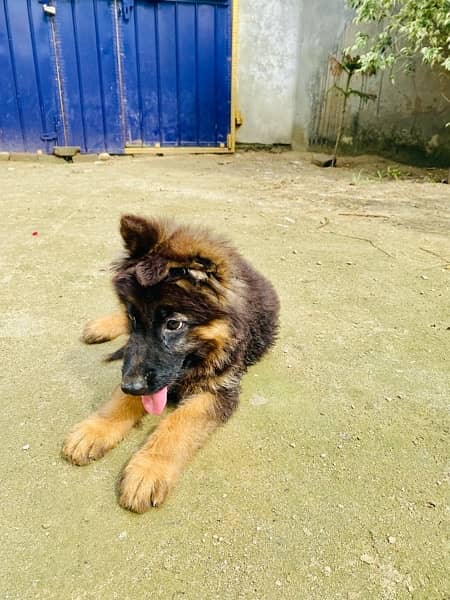 German shepherd proper long coat black mask female puppy 3