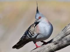 crested Dove Breeder Pair O32||4669OO