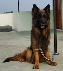 German Shepherd Black Mask Long Coat Male