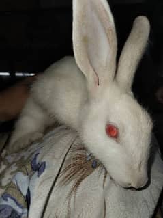 Red eyes Rabbits