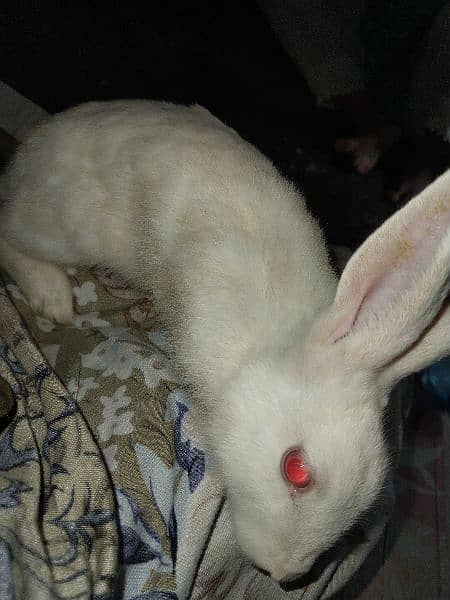 Red eyes Rabbits 1