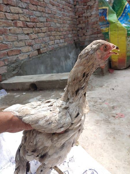 Aseel Hen For Sale | Aseel Madi/pathia For sale URGENT! 4