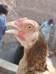 Aseel Hen For Sale | Aseel Madi/pathia For sale URGENT!