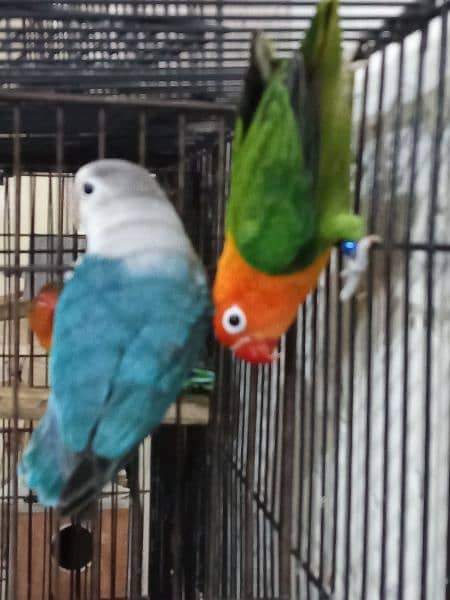 Lovebirds ready to breed and breeder pairs(different Prices) Java 2