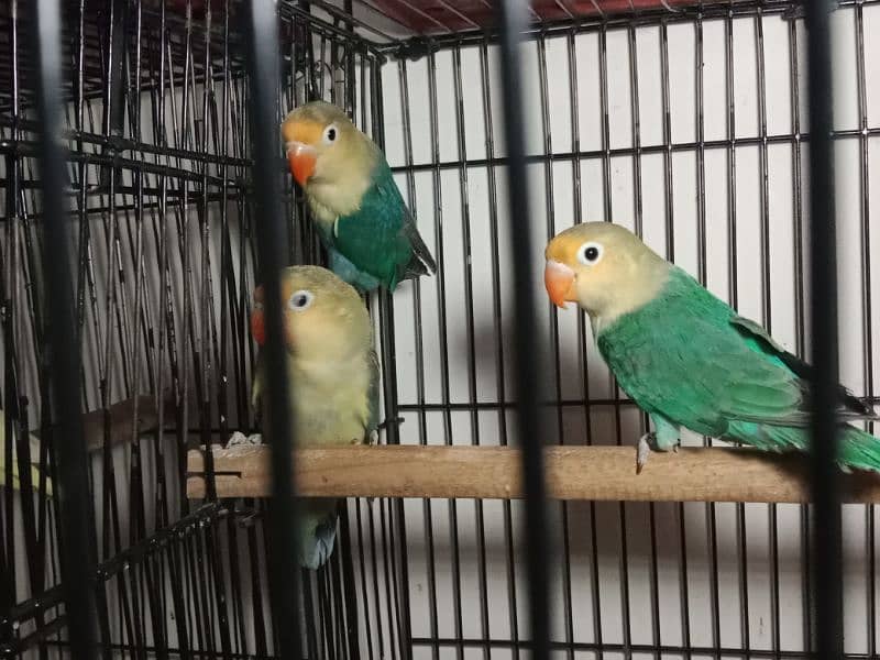 Lovebirds ready to breed and breeder pairs(different Prices) Java 5