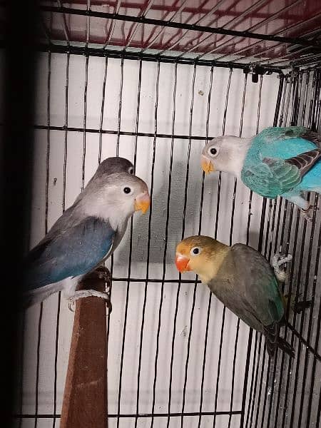 Lovebirds ready to breed and breeder pairs(different Prices) Java 10