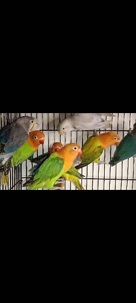 Lovebirds ready to breed and breeder pairs(different Prices) Java 11