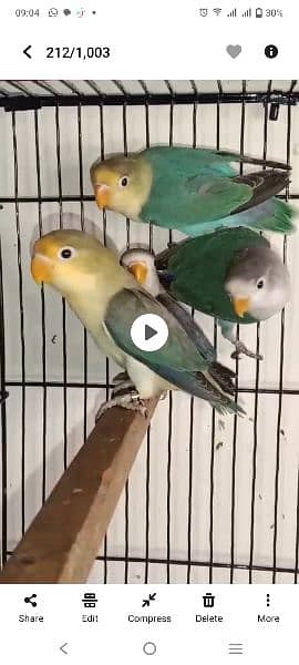 Lovebirds ready to breed and breeder pairs(different Prices) Java 15