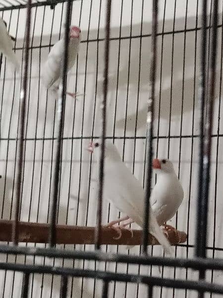 Lovebirds ready to breed and breeder pairs(different Prices) Java 17