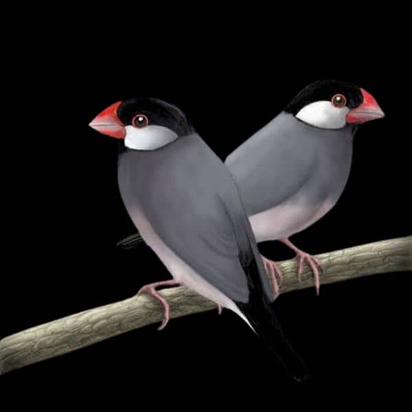 Lovebirds ready to breed and breeder pairs(different Prices) Java 18