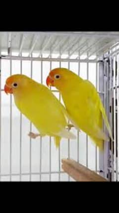 Lovebirds