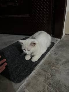 Persian Cat For sale