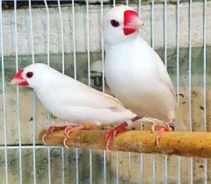 Lovebirds ready to breed and breeder pairs(different Prices) Java 19