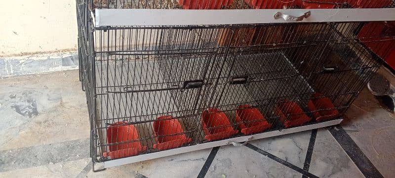 Finches  for sale pathy ha 3 male ha 1 female 9