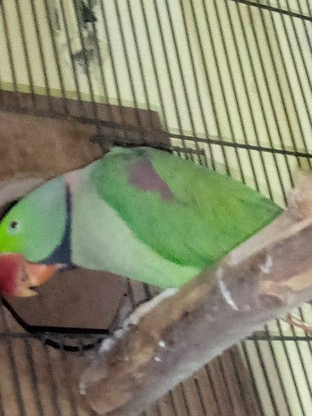 Raw parrot breeder male 1