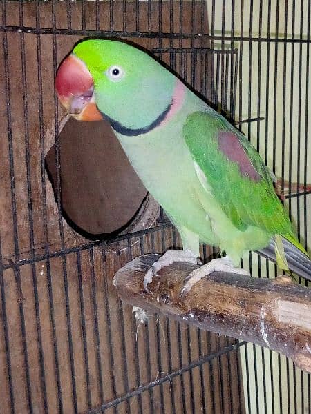 Raw parrot breeder male 2