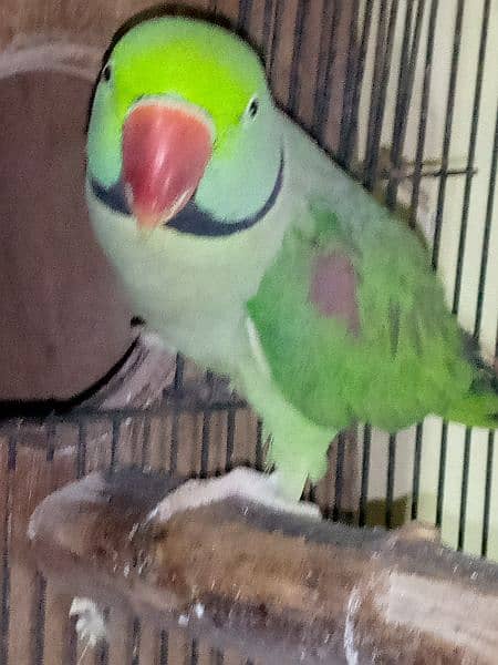 Raw parrot breeder male 3