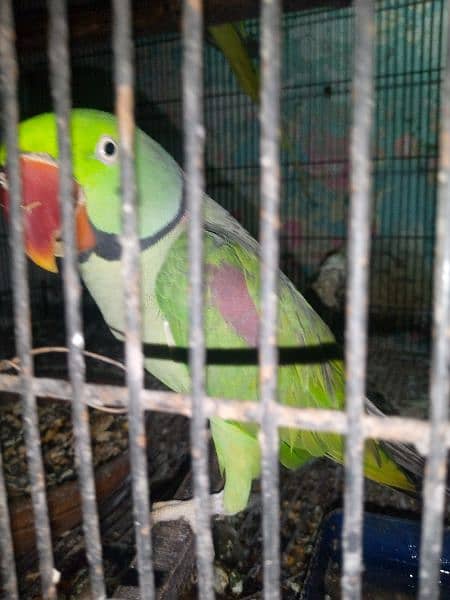 Raw parrot breeder male 6