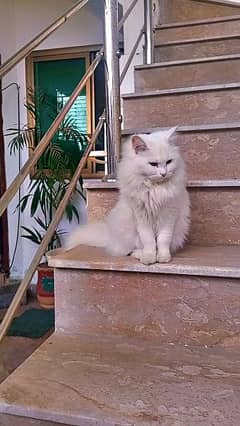 White Persian Cat