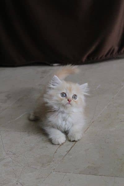 Pure Persian punch face kittens 4