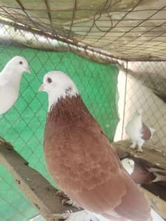 Sherazi Pigeons 0