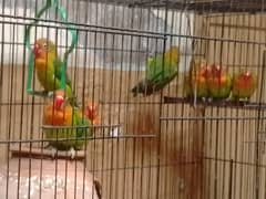 Best quality love bird, green fischer, bird at home 0