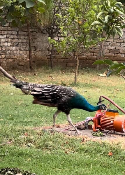 peacock Pair for sale 0