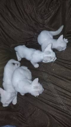 3 cittens for sale urgent 1 month baby