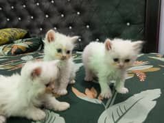 Persian kittens punch face for sale