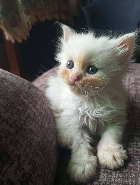 Persian kittens punch face for sale 3