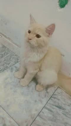 Persian cat