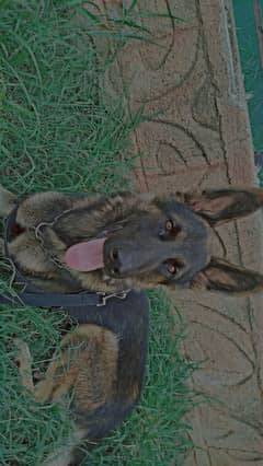 German shepherd puppy 10 months old free chain free harness free sham