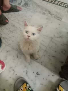 percian cat for sale