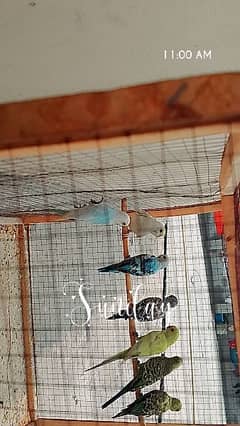 7budgies with cage 0