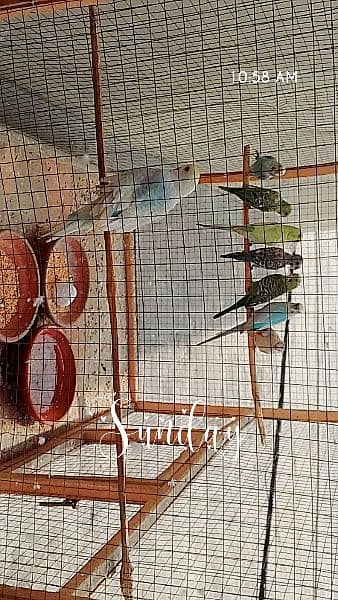 7budgies with cage 1