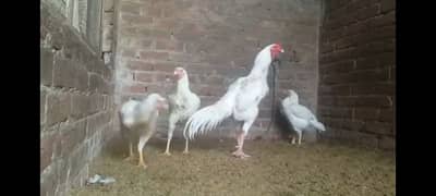 pure white heera aseel chicks