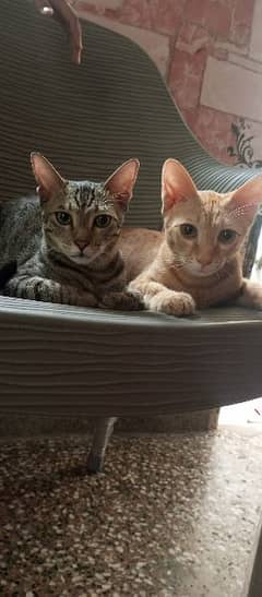 Male Cats For Sale