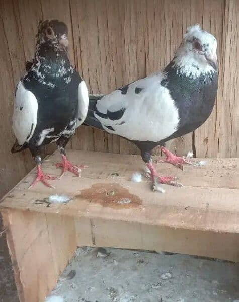 breeder pair location muzaffarghr contact 03088998822 1