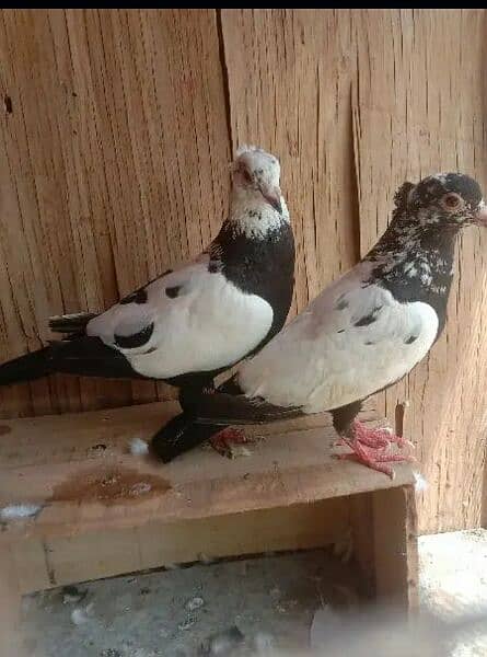 breeder pair location muzaffarghr contact 03088998822 2