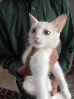 Persian Blue eyes long coat male