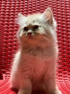 persian kitten long coated