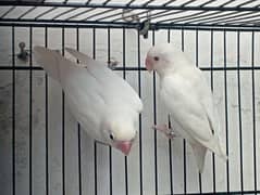 albino red eyes female or albino split male breeder pair