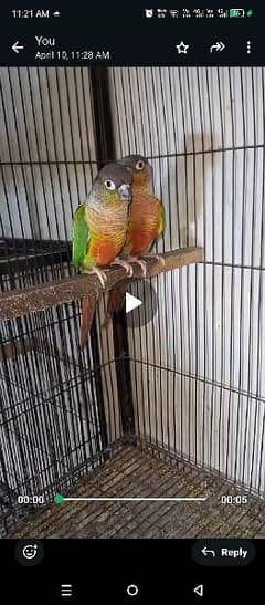 conure 0