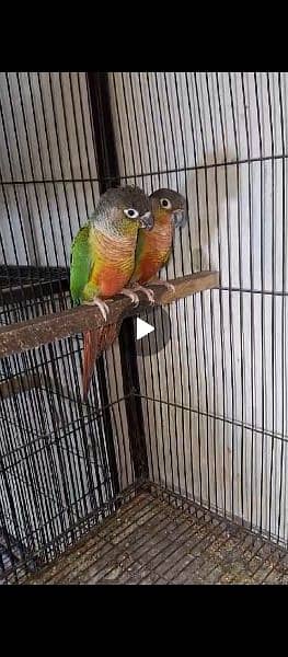 conure 1