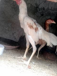 Aseel pair egg laying for sale  Exchange possible 0