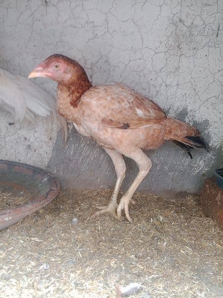 Aseel pair egg laying for sale  Exchange possible 1